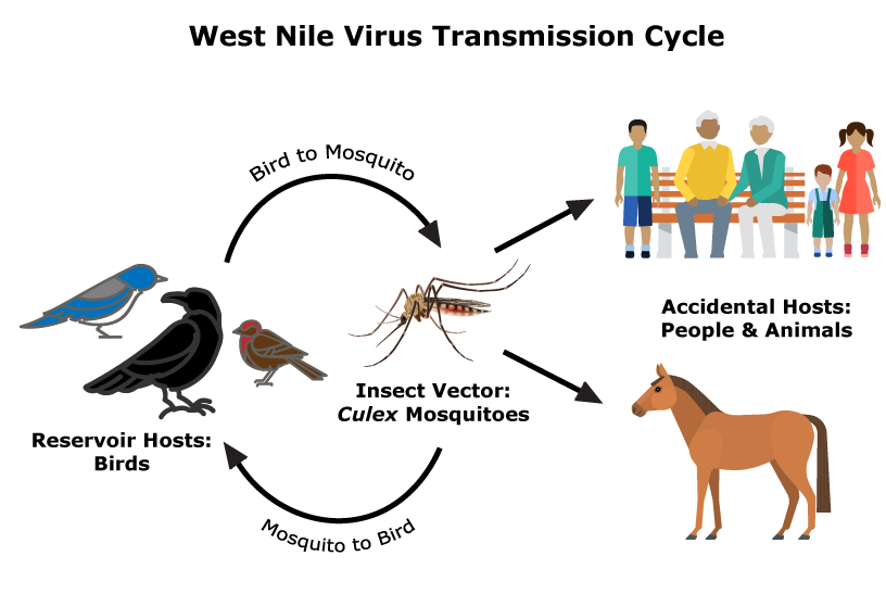 West Nile trans cycle 20 9 2023